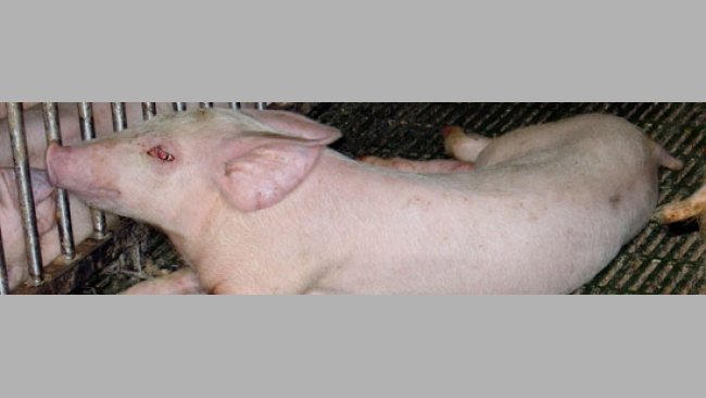 Lechón con dispnea
