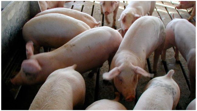 El manejo adecuado de la reposici&oacute;n es un componente importante de los programas de control de PRRS.
