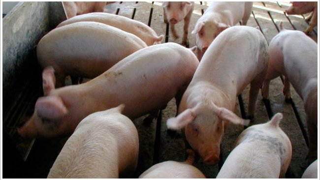 El manejo adecuado de la reposición es un componente importante de los programas de control de PRRS.