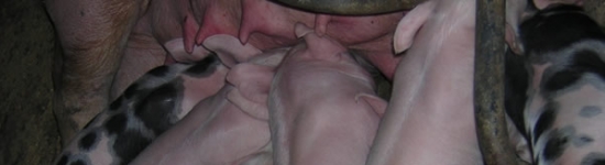 lech&oacute;n lactante