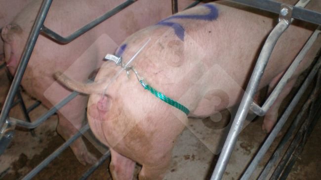 aplicamos el catéter bien lubricado y fijado