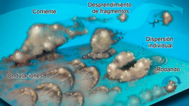 Figura 7. Las bacterias del biofilm pueden mobilizarse de muchas formas: Colectivamente ya sea en ondulaciones, rodando sobre la superficie o desprendi&eacute;ndose en grupos o individualmente, dispers&aacute;ndose en la corriente. Fuente:&nbsp;Center for Biofilm Engineering, Montana State University
