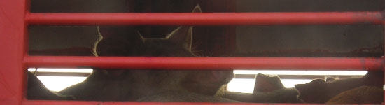 Cerdos en cami&oacute;n hacia matadero