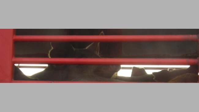 Cerdos en camión hacia matadero