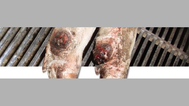 Desprendimiento del dígito auxiliar