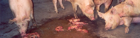 Parque con cerdas con abortos