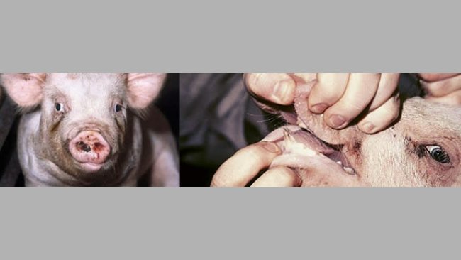 Trastornos de la sala de parto al matadero (los síntomas)