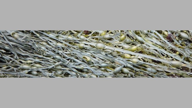 Seaweed