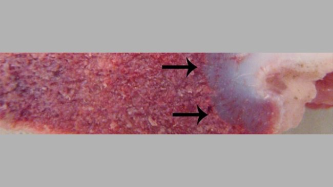 Síndrome de la deficiencia en vitamina D en porcino (II)