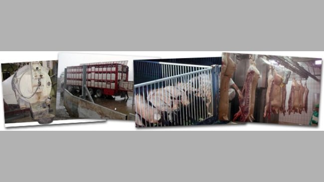 Nueva sección: Salmonella