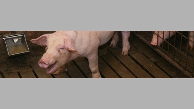 ¿cuántos tratamientos lleva?