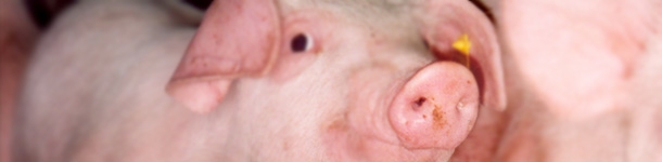 Uso de aromas para reducir los problemas al destete de los lechones 