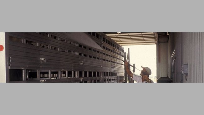 Diseño del transporte para asegurara una correcta limpieza y desinfección.