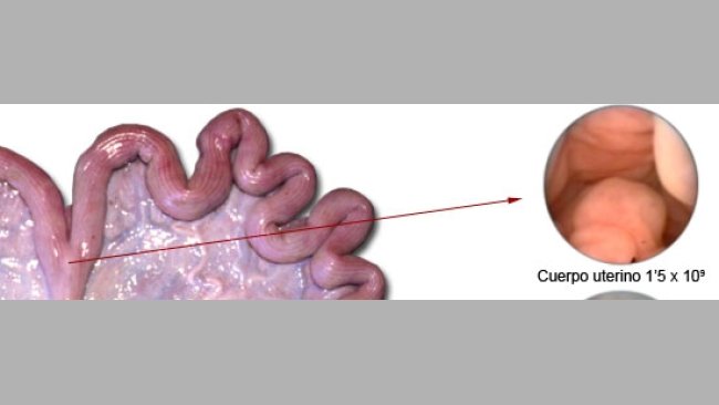 20101006_inseminacion_artificial_cerda