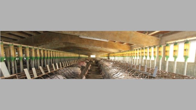 alimentacion gestación