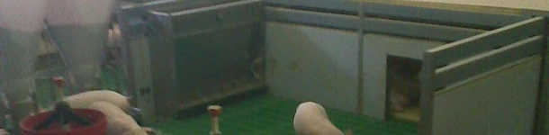 Nidos caseros para lechones