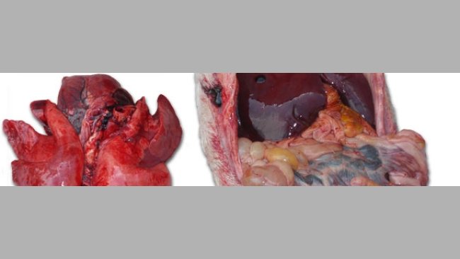 congestión pulmonar grave y una enteritis de gravedad variable con afectación de más o menos importancia de los ganglios linfáticos mesentéricos.