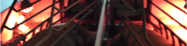 Si el foco las molesta, las cerdas suelen tumbarse de espaldas