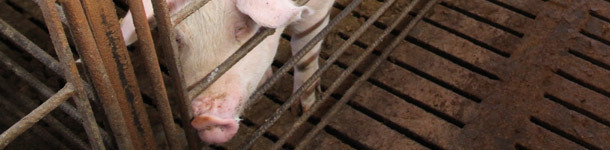 Cerda de reposici&oacute;n