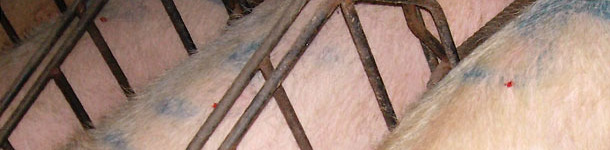 Primero marcamos todas las cerdas que queramos examinar