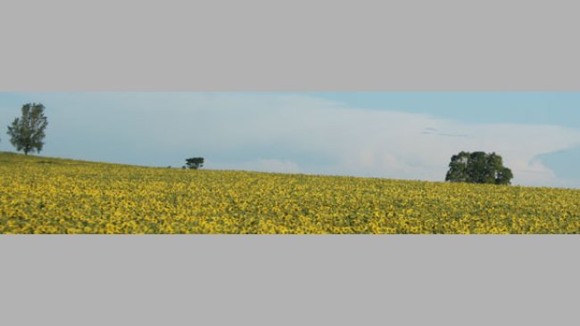 Campo de girasoles
