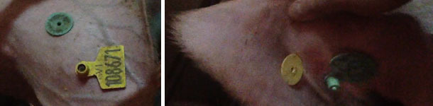 Identificamos la cerda con el n&uacute;mero definitivo en 2 crotales