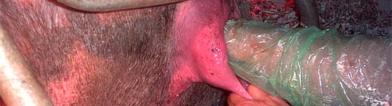 Inseminaci&oacute;n Artificial