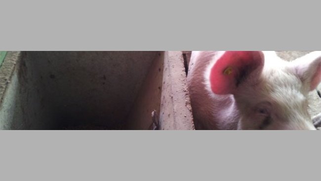 Cerda con una chapa y cerda sin chapa; en una hemos detectado un celo y en la otra ninguno.