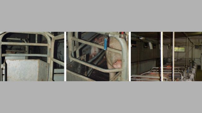 Alimentación manual en comederos muy grandes. La cerda dispone de un chupete de caudal medio pero tenemos un grifo en cada plaza para añadir agua a la hora de las comidas o cuando creamos oportuno.