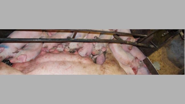 Hasta la fecha, la genómica ha tenido poco impacto en la producción comercial