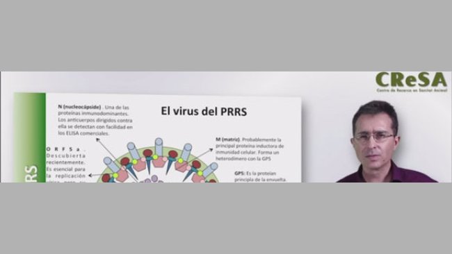 Curso: Bases técnicas para el control práctico del PRRS (12 horas), por el Dr. Enric Mateu
