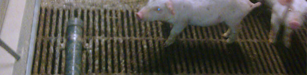 Tuber&iacute;a de PVC para evitar defecaciones en el comedero