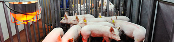 Experimento de transmisi&oacute;n para estimar los par&aacute;metros de transmisi&oacute;n del modelo de PCV-2.