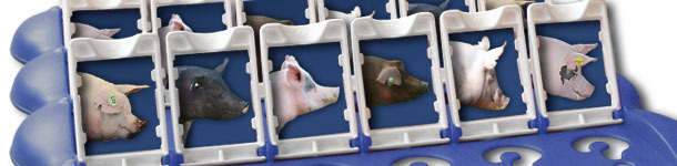 Qui&eacute;n es qui&eacute;n