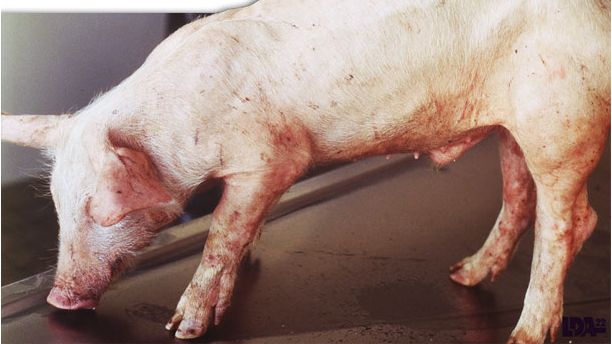 Lech&oacute;n con desmedro