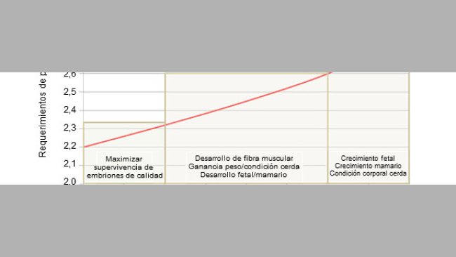 Prioridades en la alimentación de la cerda en gestación