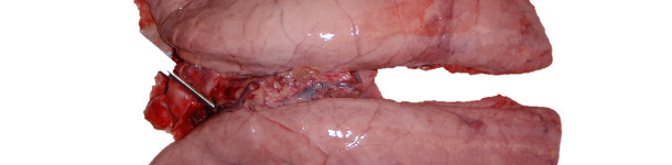 Pulm&oacute;n infectado experimentalmente con Mycoplasma hyopneumoniae.