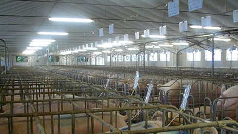 Inseminaci&oacute;n con muelles