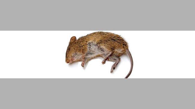 Ratón