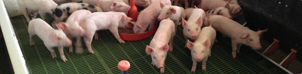 El aporte extra de agua estimula el consumo precoz de pienso