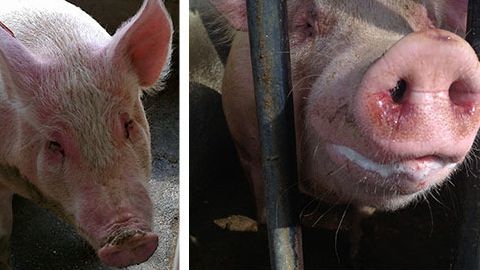 Cerdas enfermas con EM y depresi&oacute;n, anorexia, fiebre, dificultades respiratorias moderadas, descarga nasal y ocular con moco y sangre