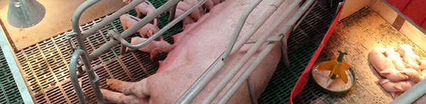 Sistema muy casero, mejorable, para lactaci&oacute;n secuencial