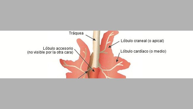 Representación esquemática de un pulmón de cerdo