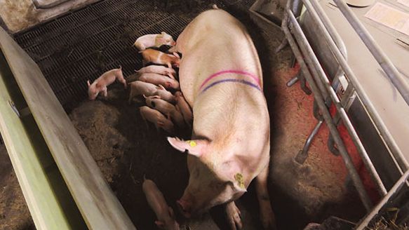 Sistema SWAP en el periodo de libertad de la cerda. Cedida por Christian Fink Hansen