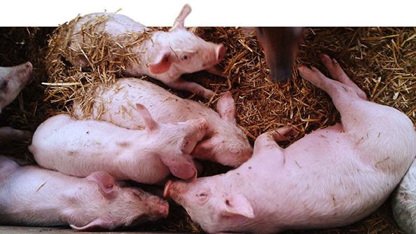 Lechones de 52 d&iacute;as. Desigualdad de pesos