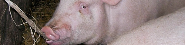 Cerdo de engorde masticando la cuerda.