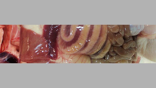 El edema de mesocolon es una lesión típica de los casos de ICD.