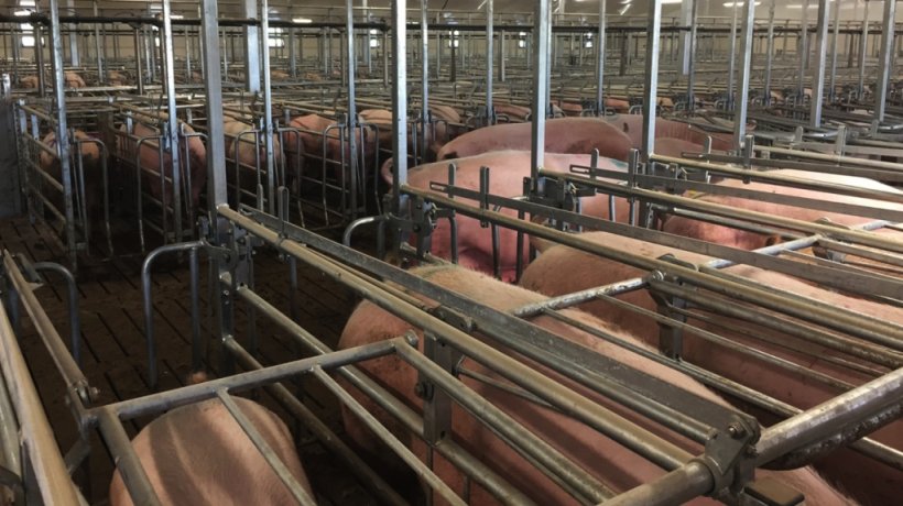 Las cerdas destetadas esta semana, siendo preparadas para la inseminaci&oacute;n por lotes.