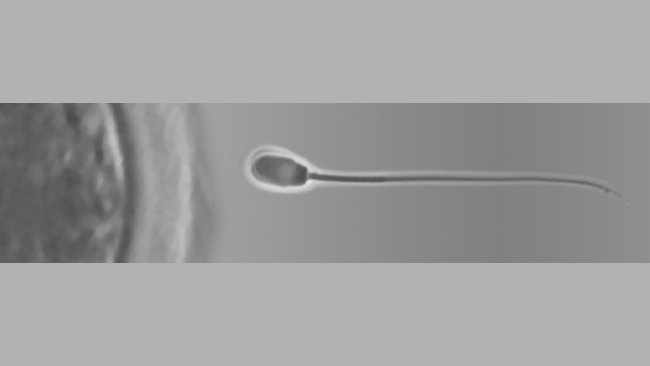 Nueva sección sobre reproducció porcina 1