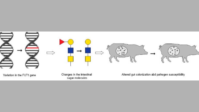 The chain of events that links a known variation in the FUT1 gene to changes in intestinal sugar molecules and in altered gut colonization and pathogen susceptibility.